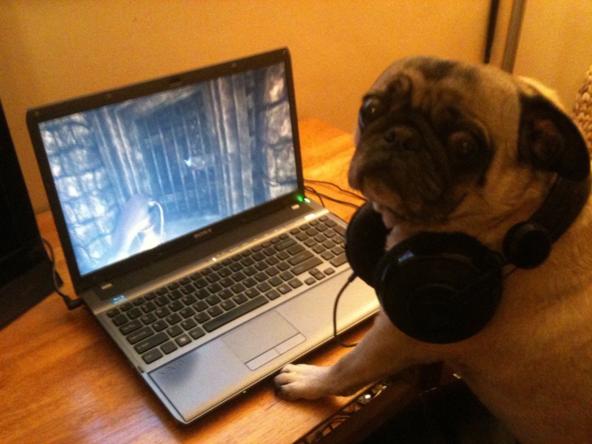 Собака за компьютером
