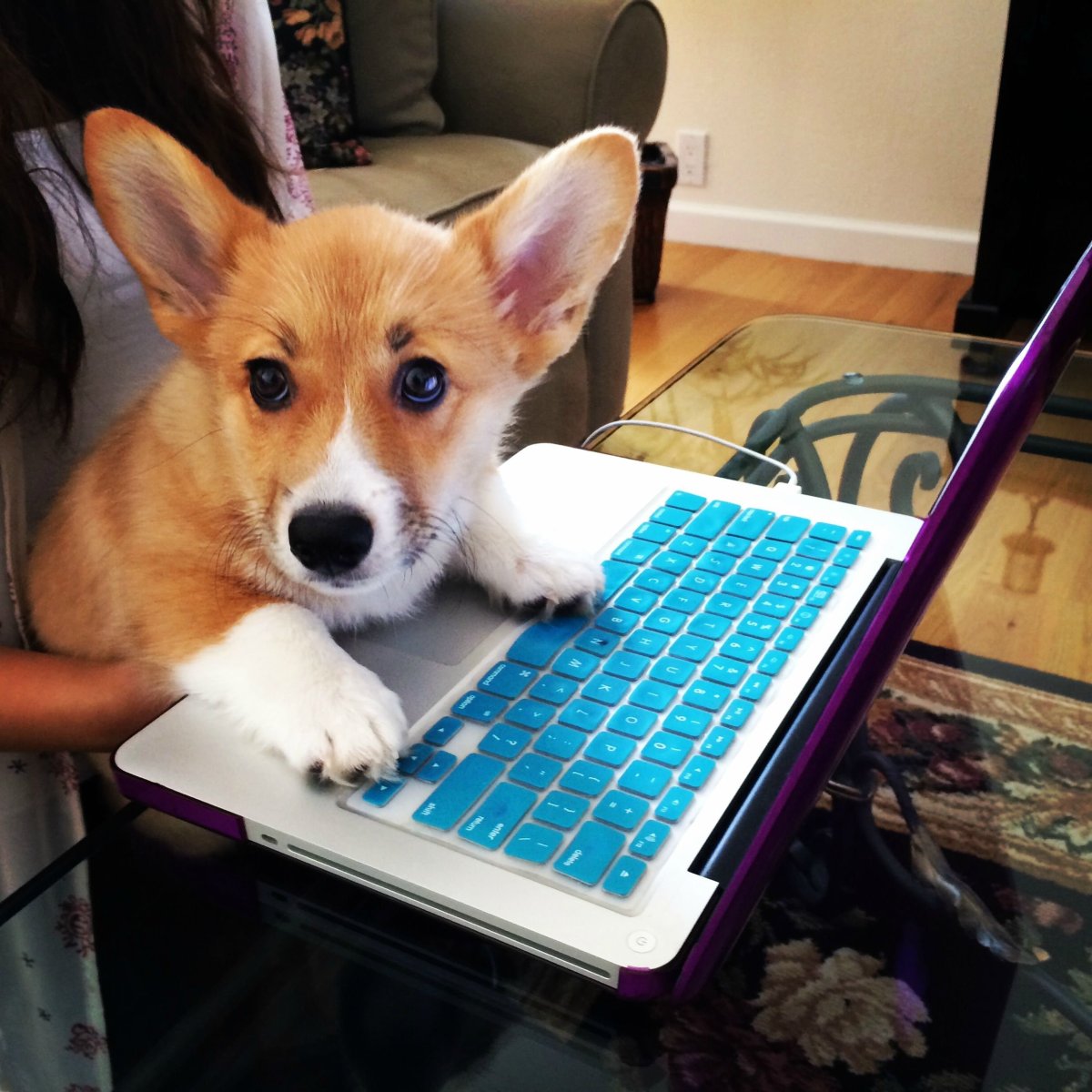 Умная собака