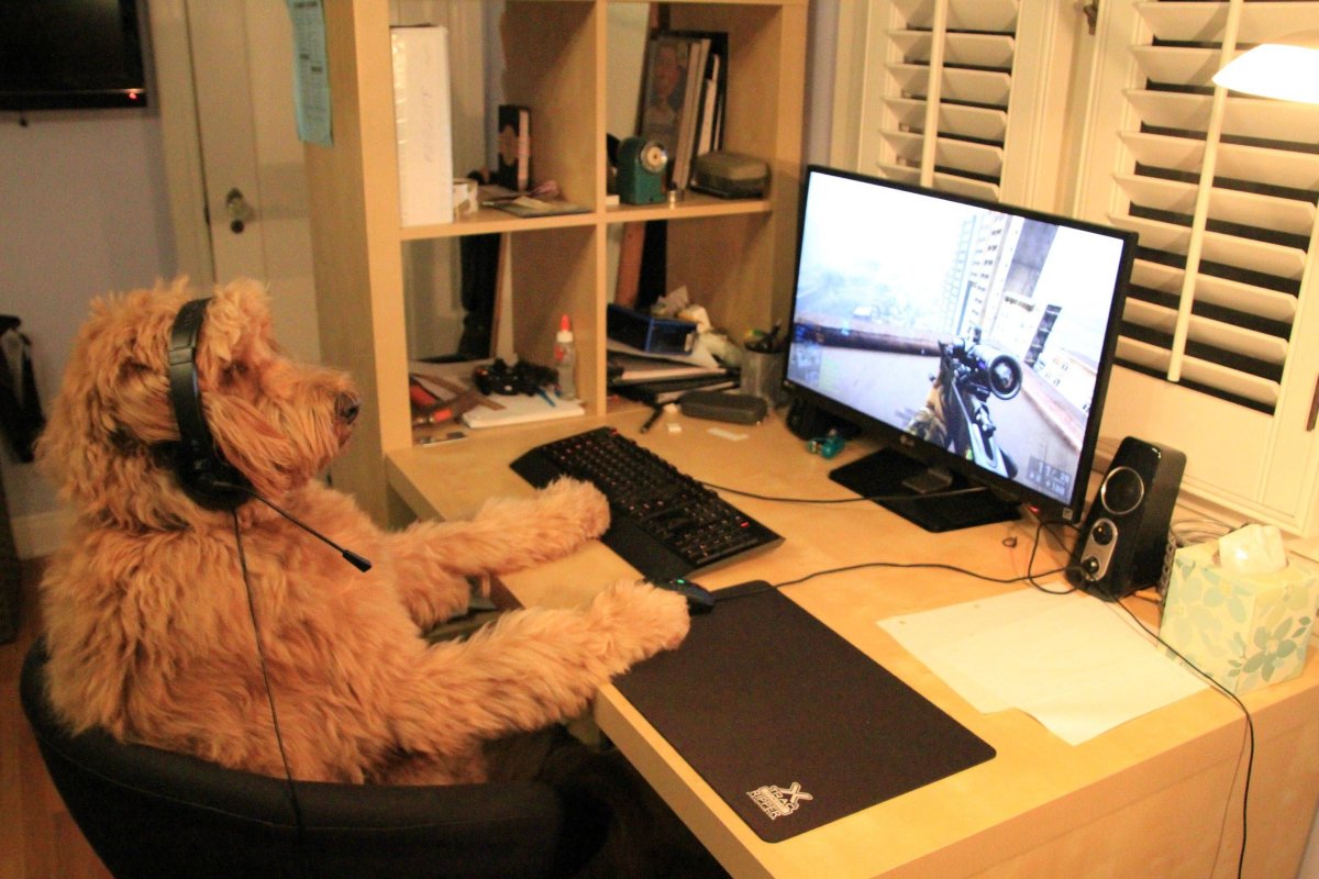 Собака за компьютером