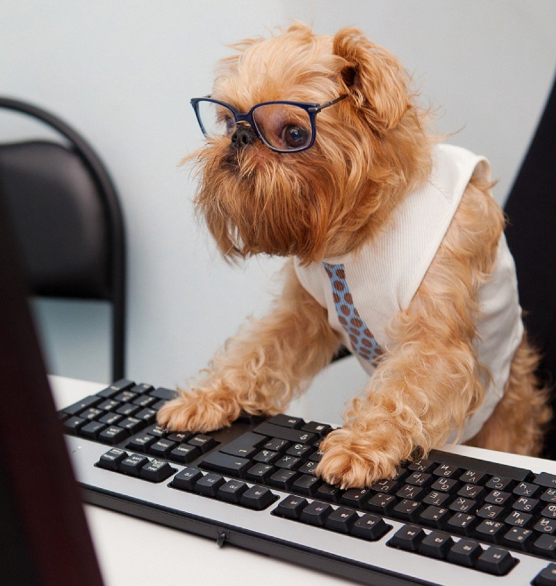 Собачка в очках за компьютером