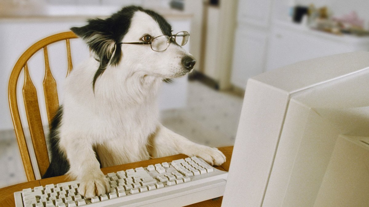 Животное за компьютером