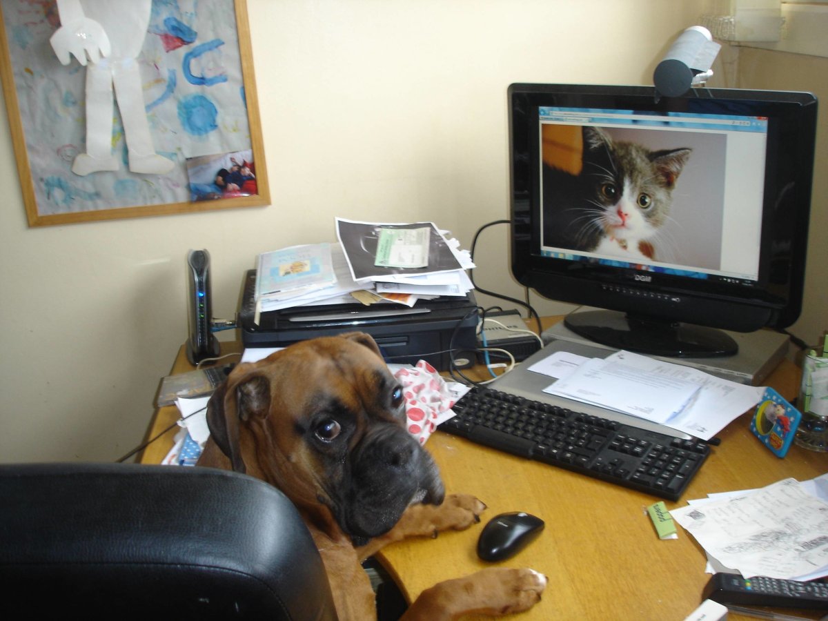 Животное с компьютером