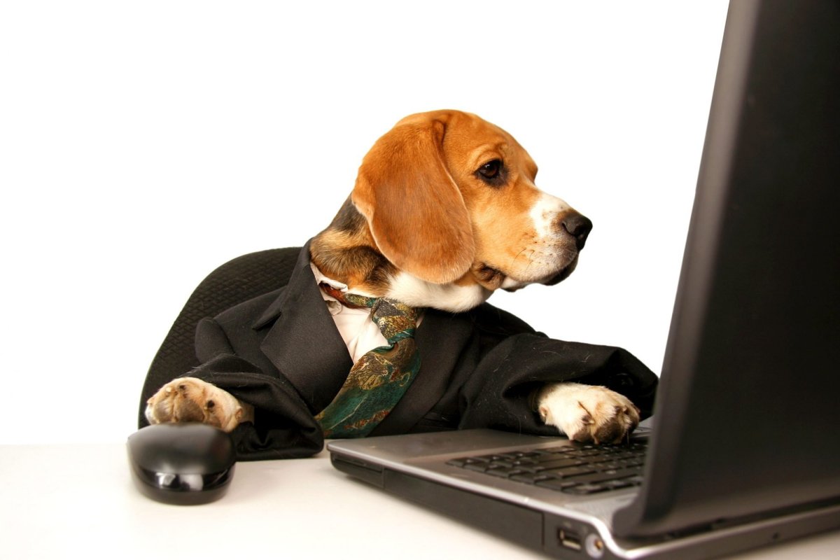 Собака за компьютером