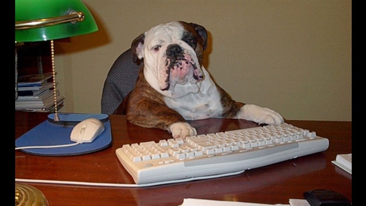 Собака за компьютером