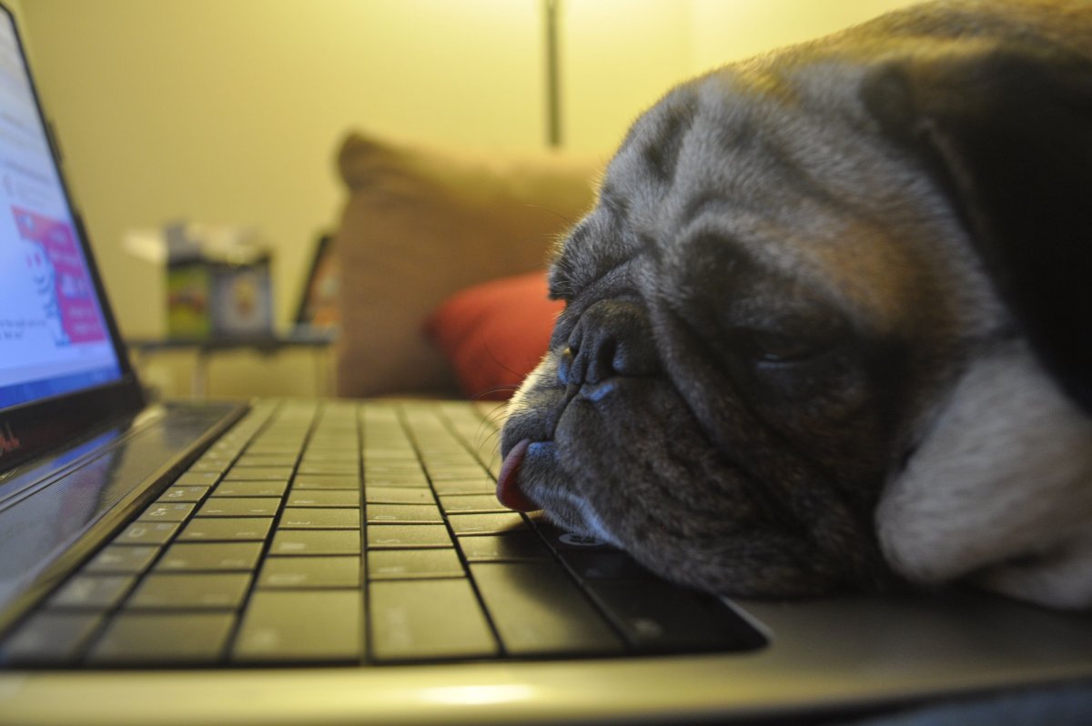 Животное за ноутбуком