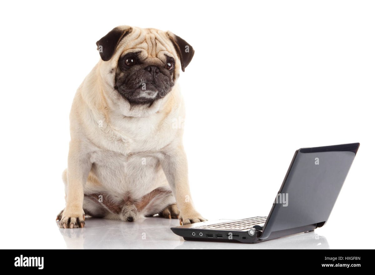 Собака с компьютером на белом фоне