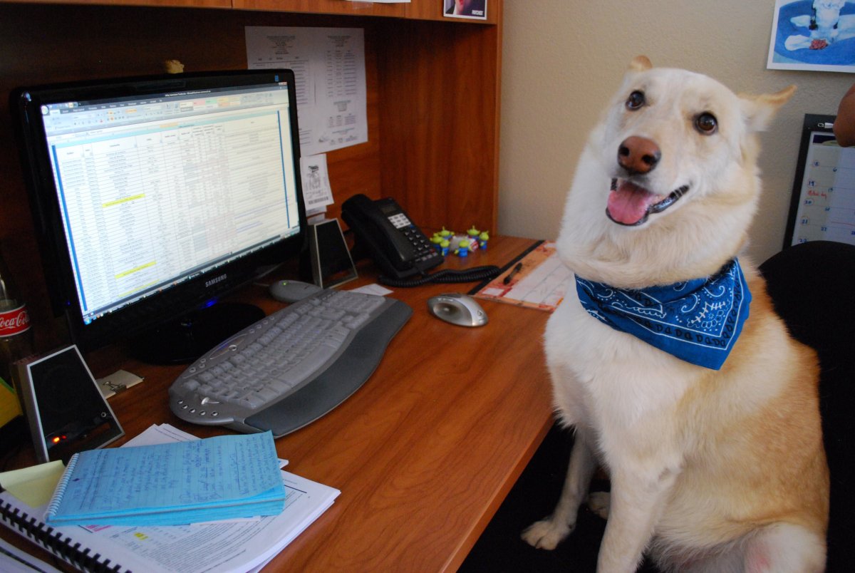 Собака в офисе
