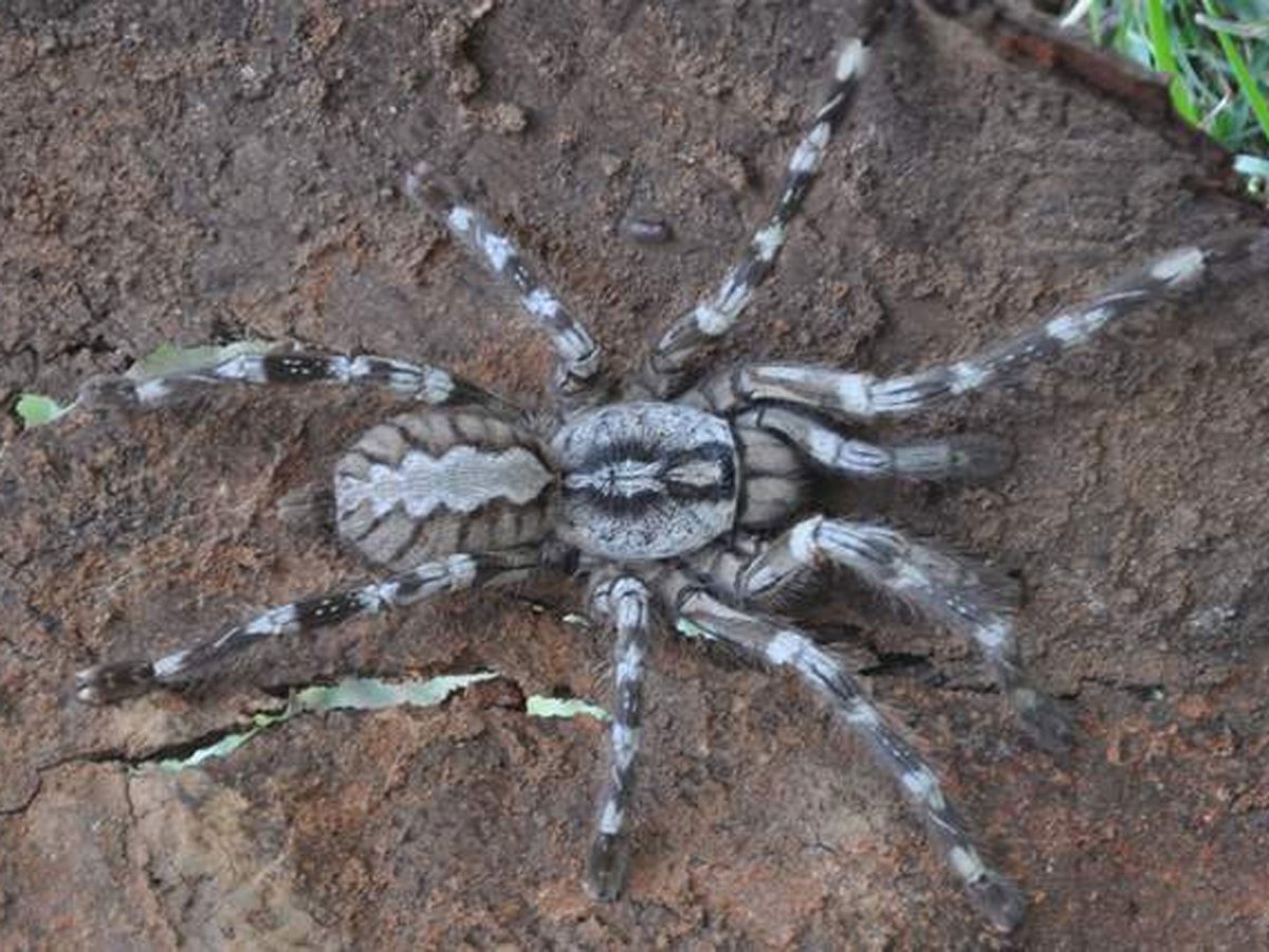Паук Тарантул серый
