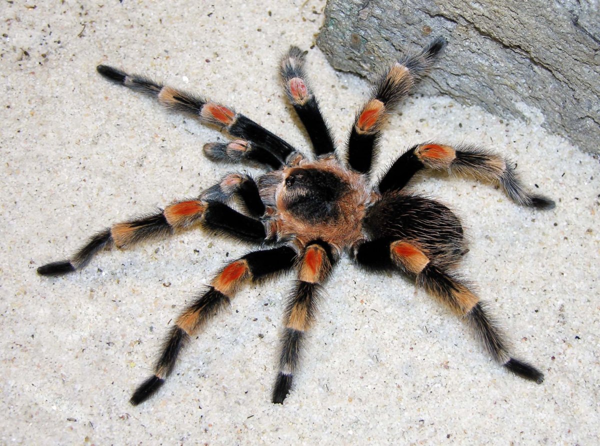 Brachypelma hamorii