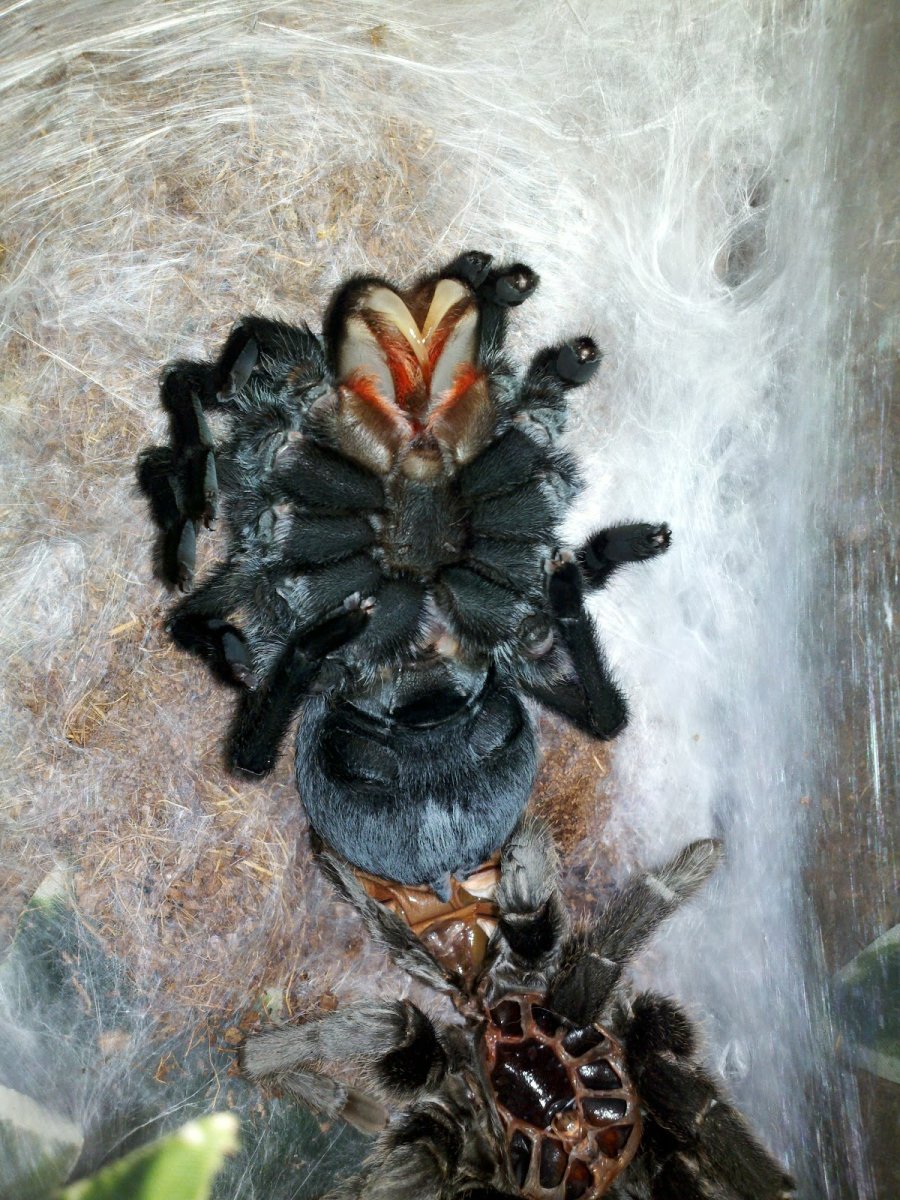 Тарантул Альберт