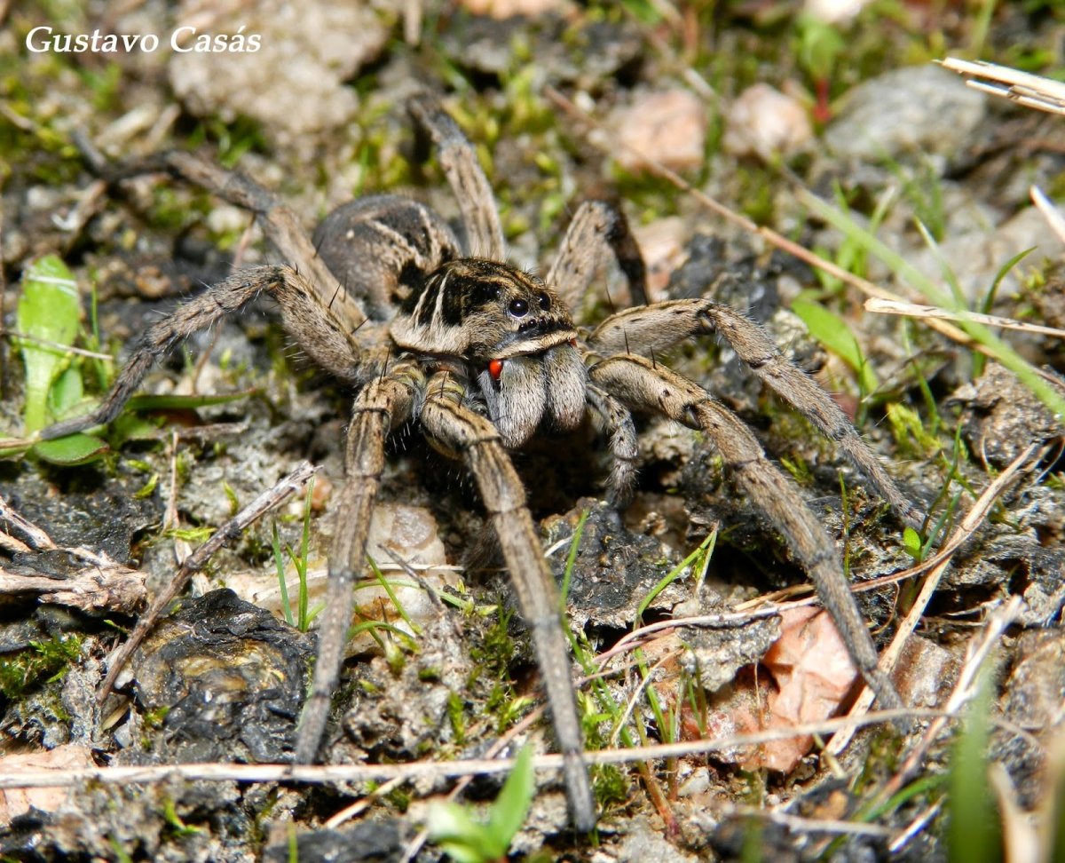 Серый Тарантул Степной