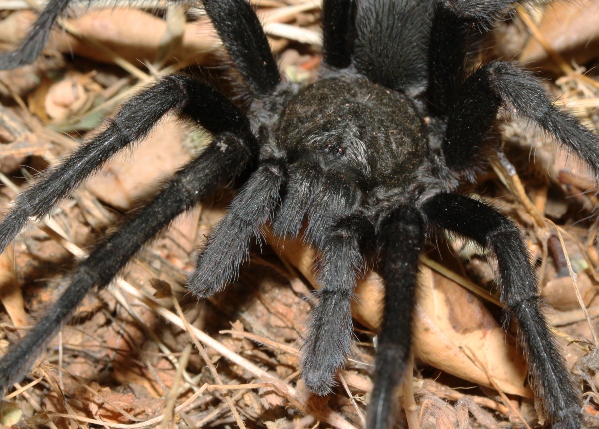 Земляной Тарантул