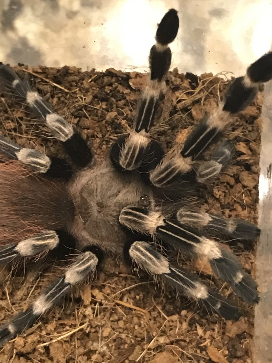 Нанду хроматус