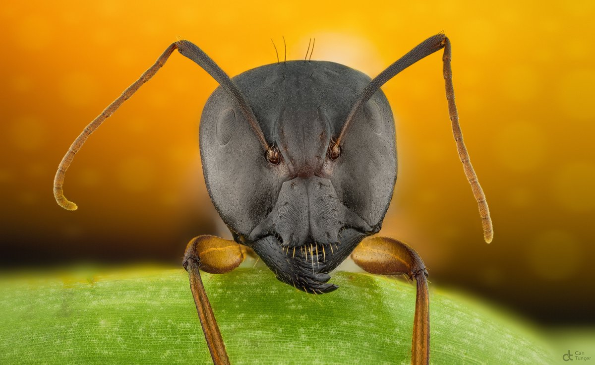 Лицо муравья под микроскопом