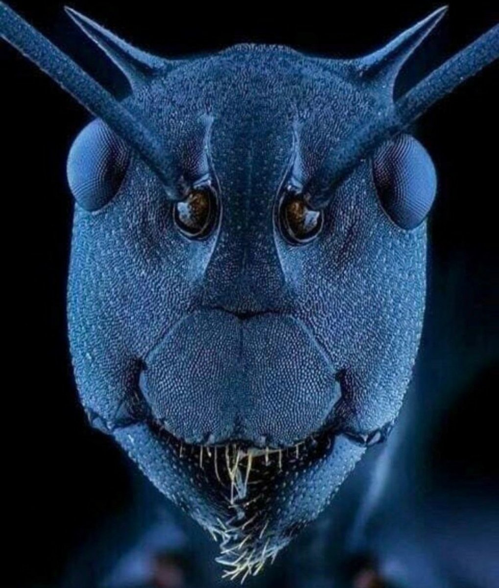 Вид муравья под микроскопом