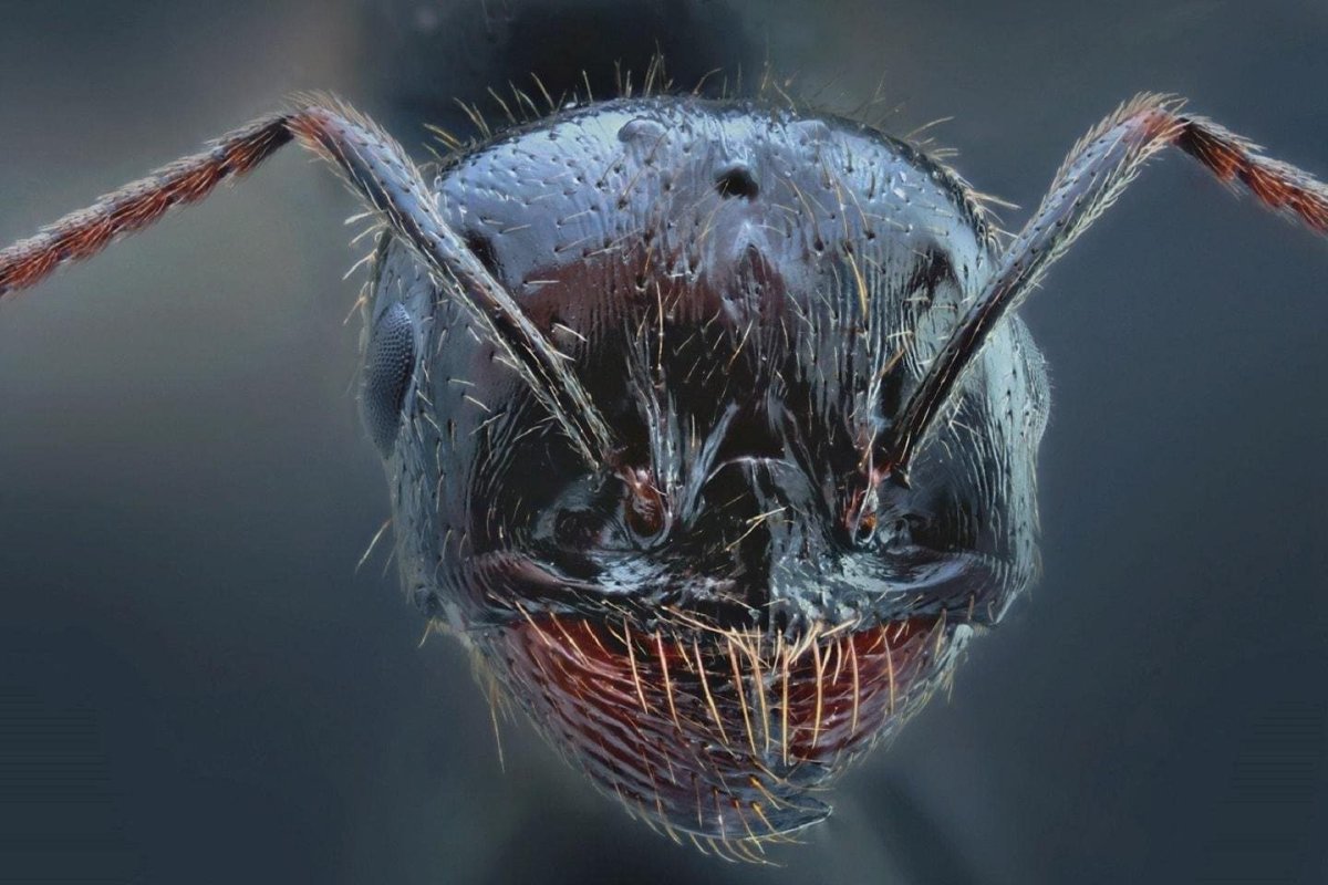 Муравей Панда