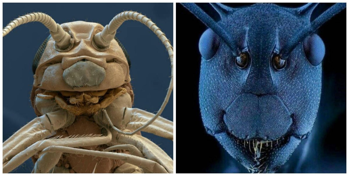 Лицо муравья под микроскопом