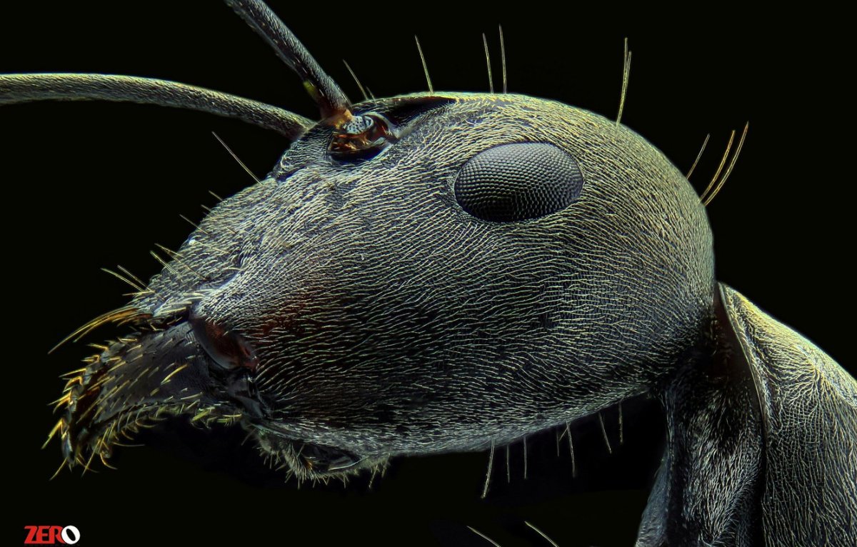 Лицо муравья под микроскопом