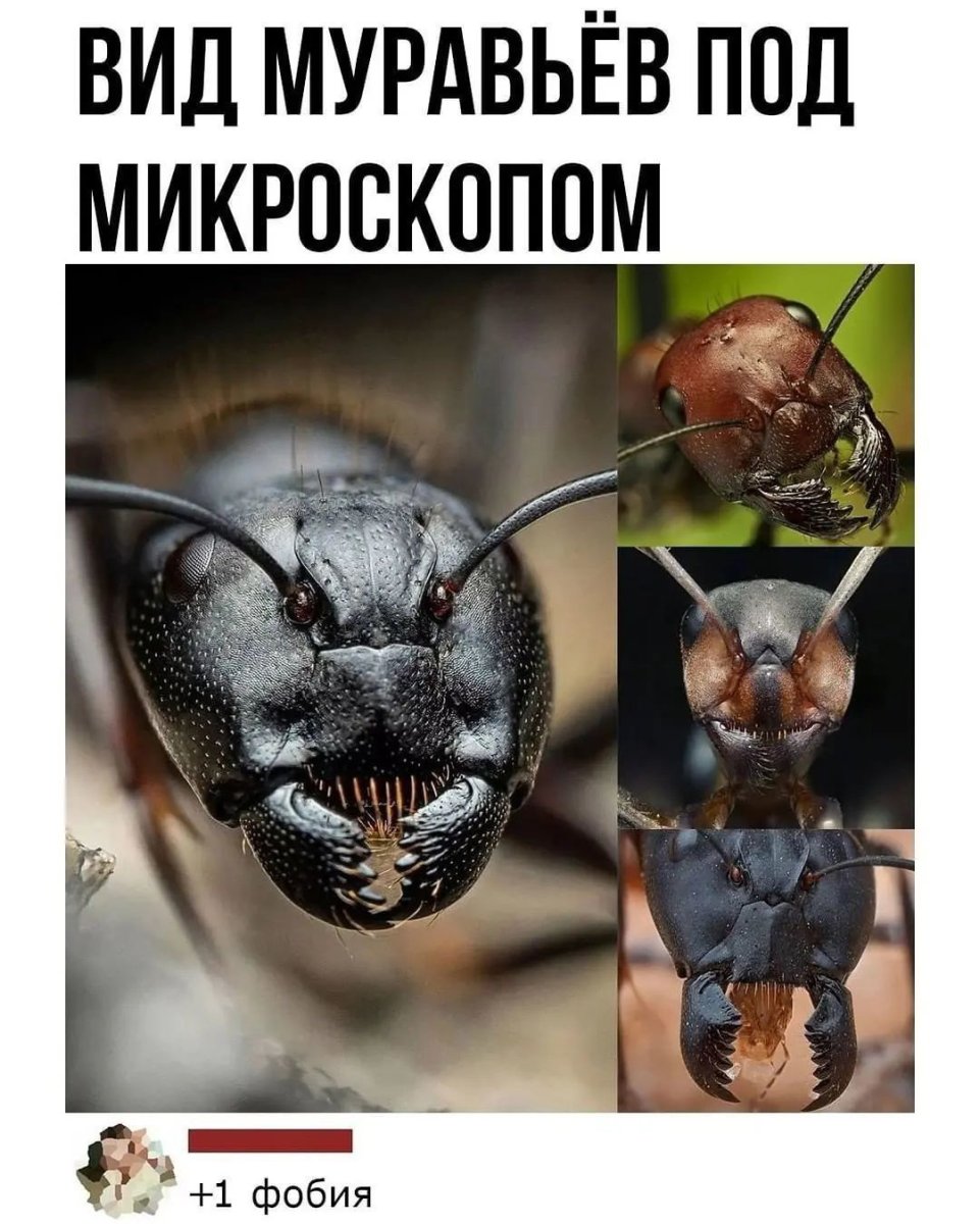 Лицо муравья под микроскопом