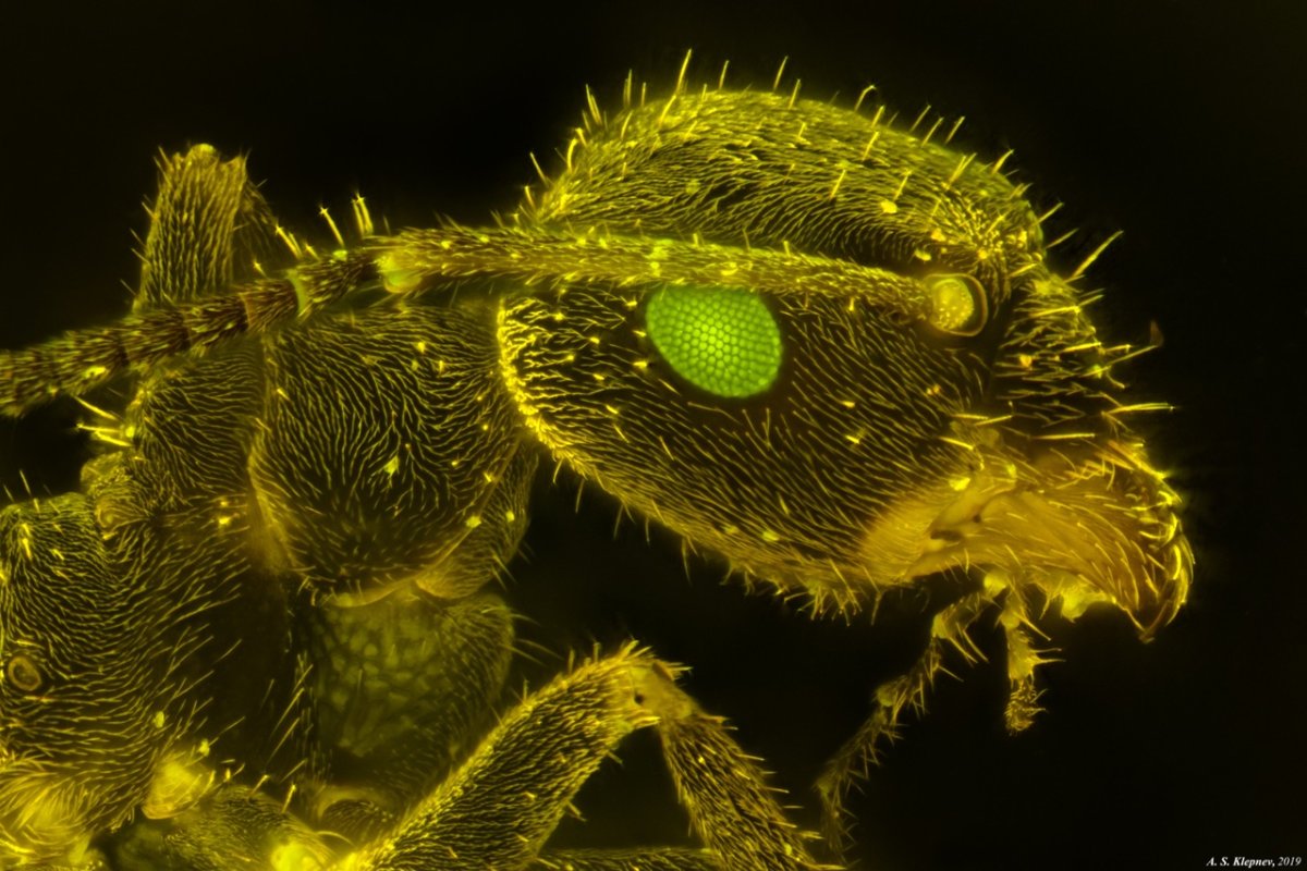 Муравей в электронном микроскопе