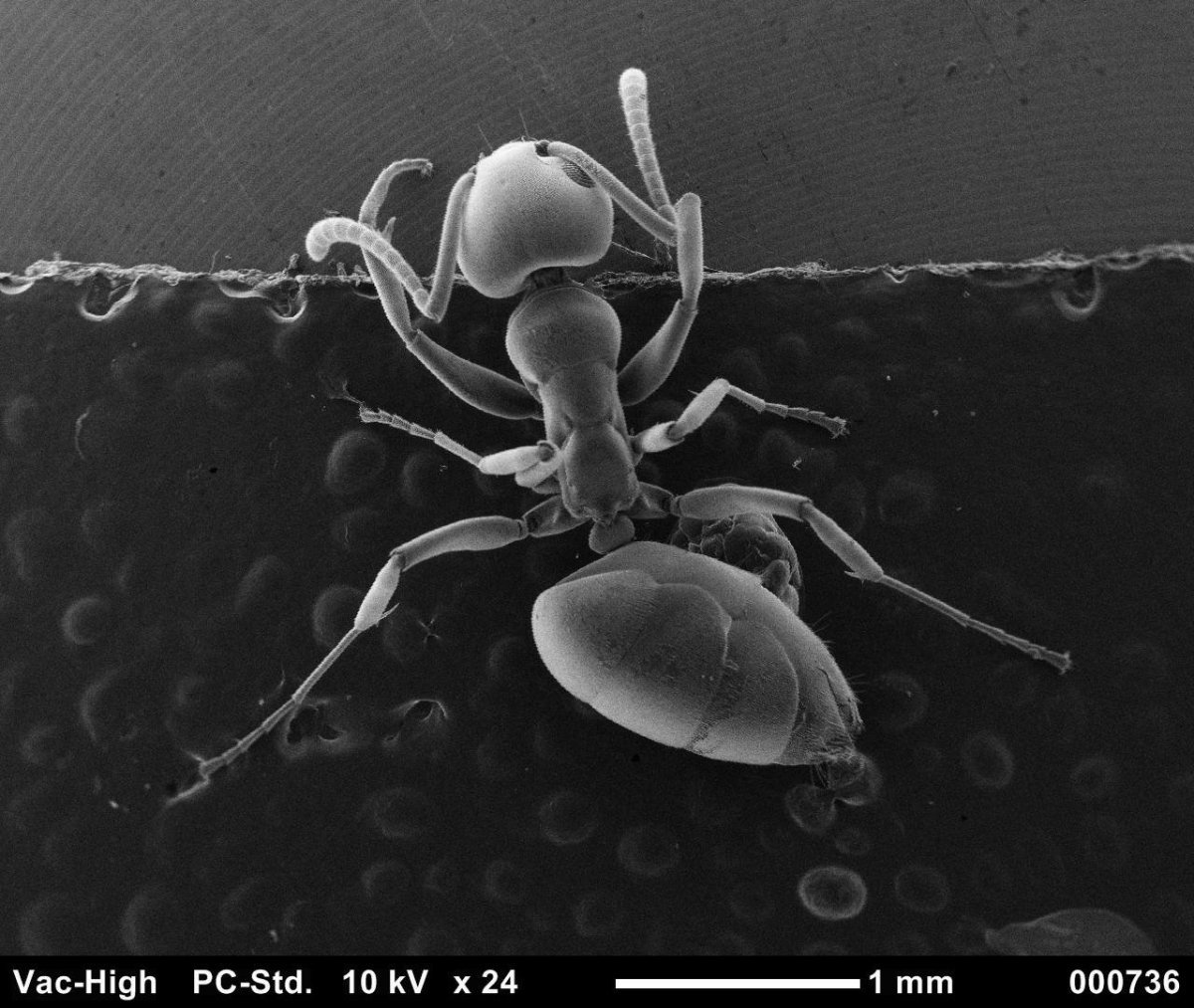 Муравей в электронном микроскопе