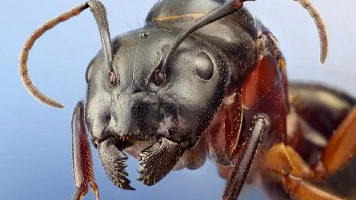 Жвалы муравья