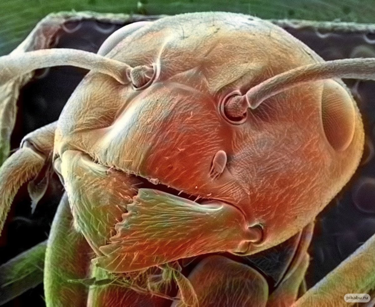 Лицо клеща под микроскопом