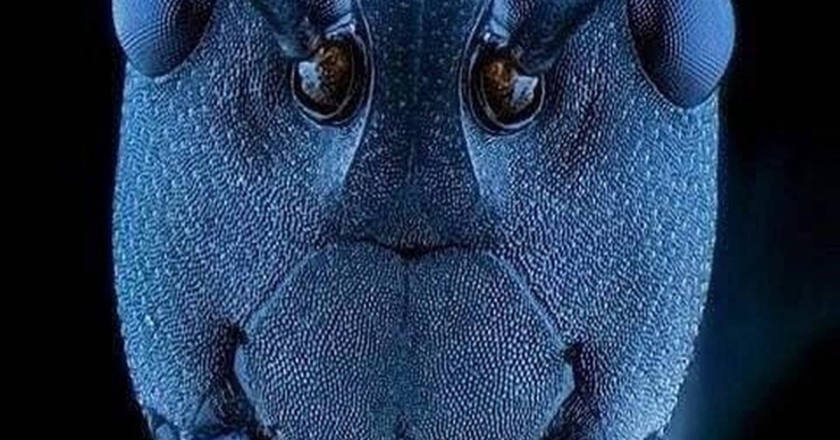 Морда муравья под микроскопом