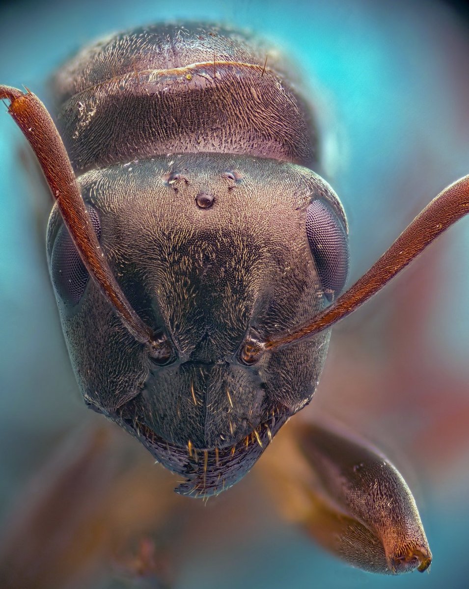 Лицо муравья под микроскопом