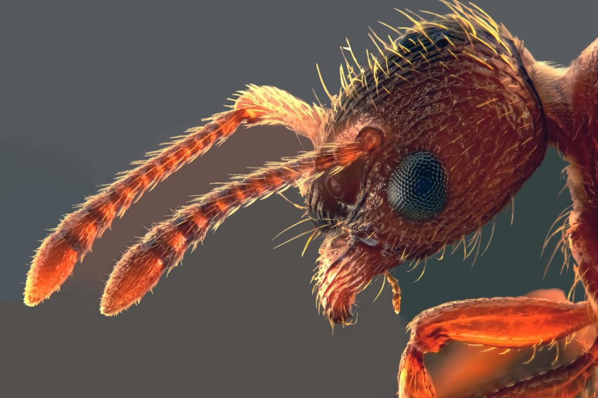 Голове голова муравья под микроскопом