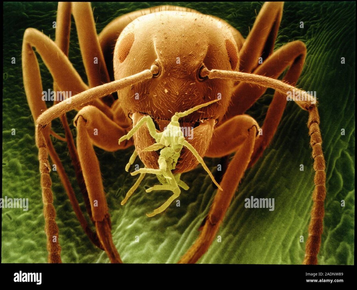 Муравей под микроскопом увеличенный