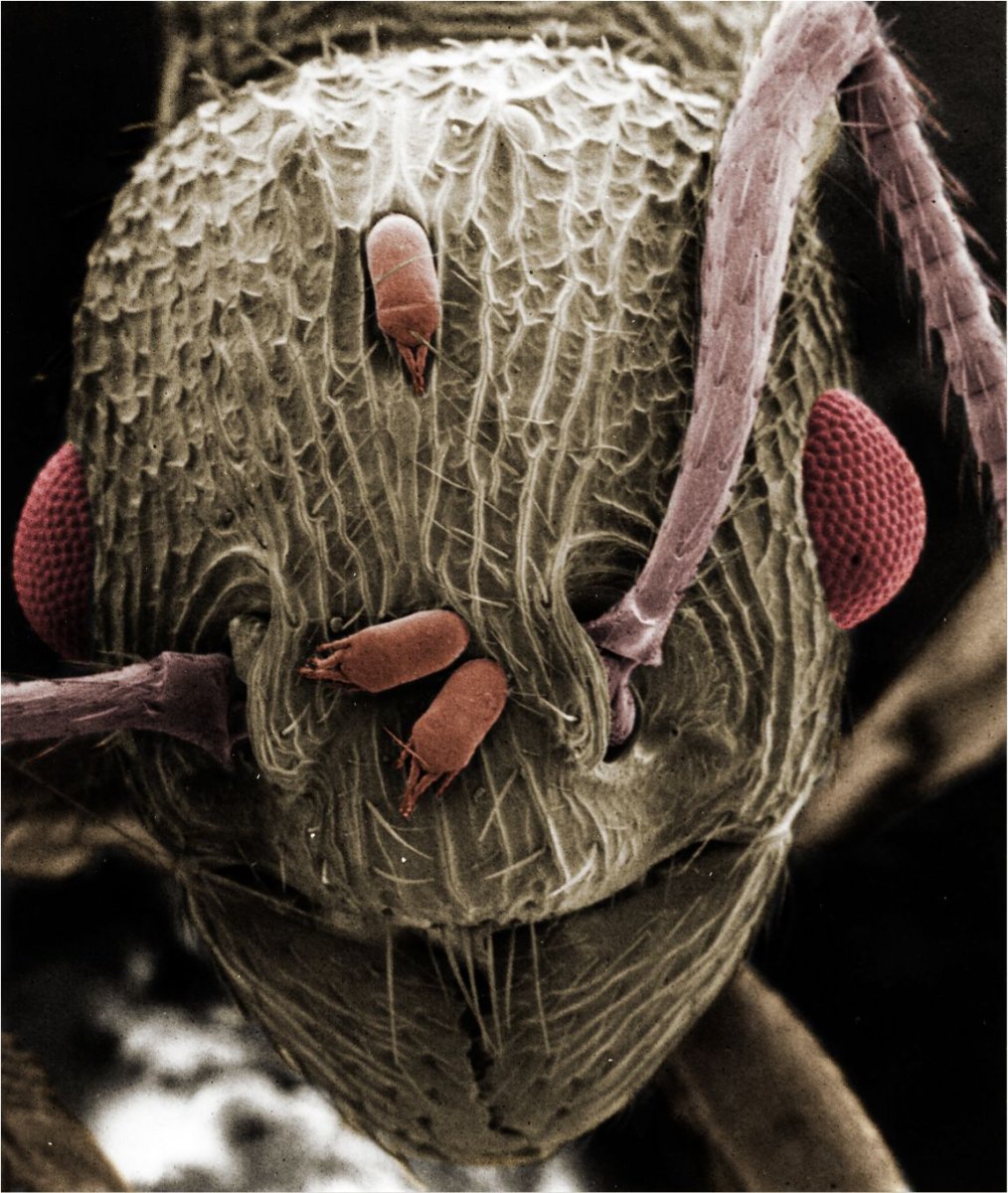 Насекомые под микроскопом