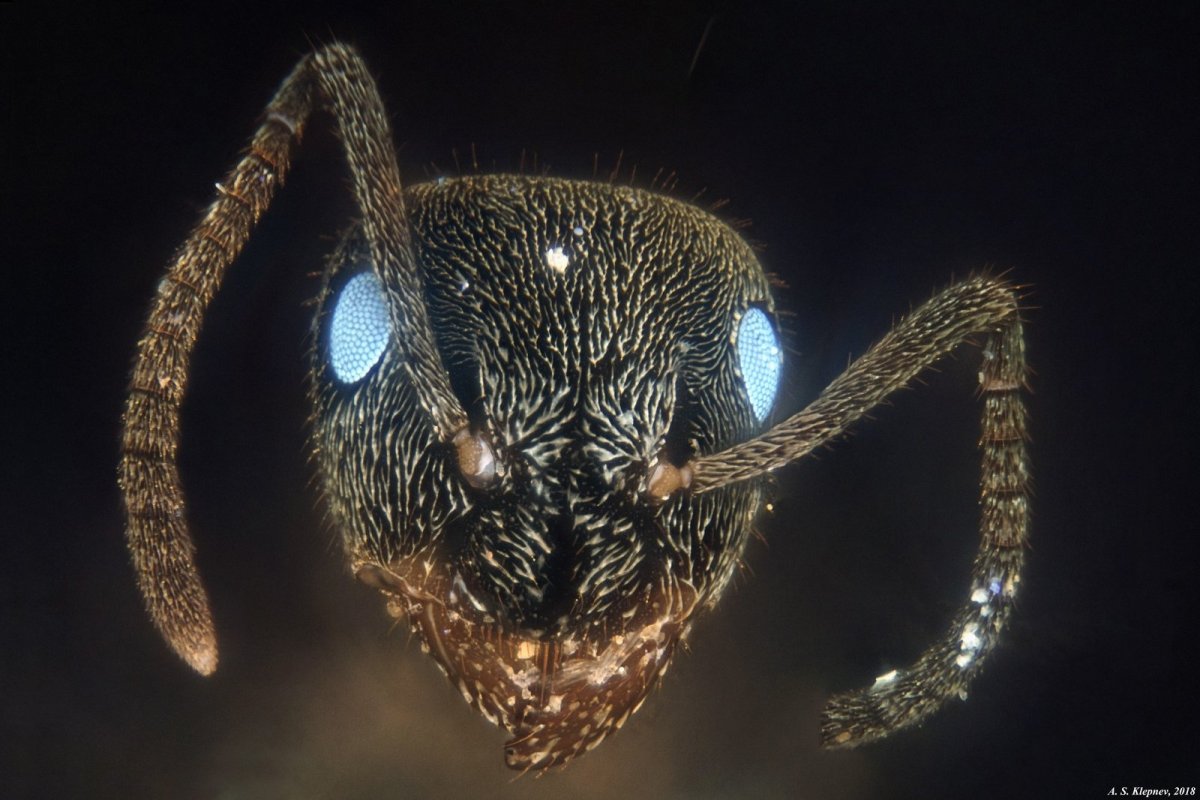 Комашка муравей микроскоп