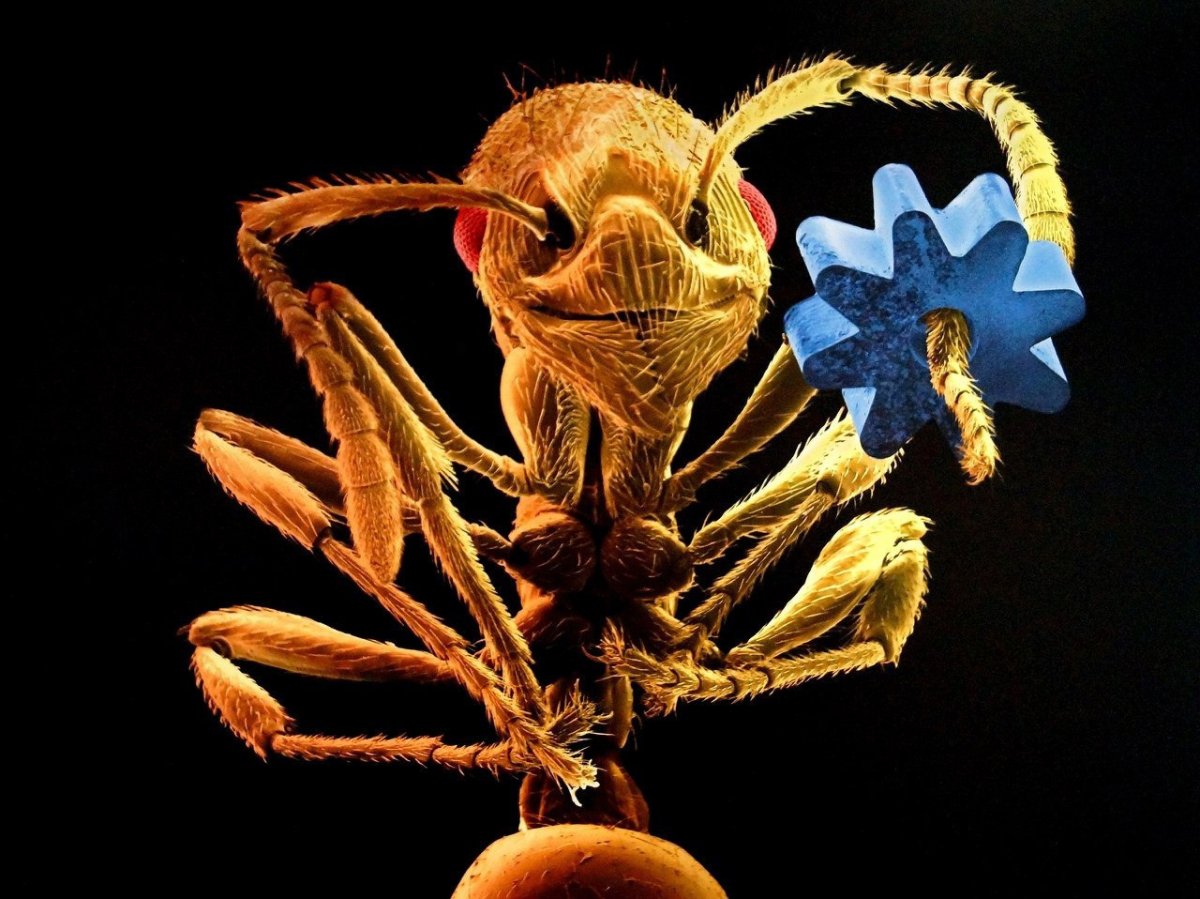 Муравей в электронном микроскопе