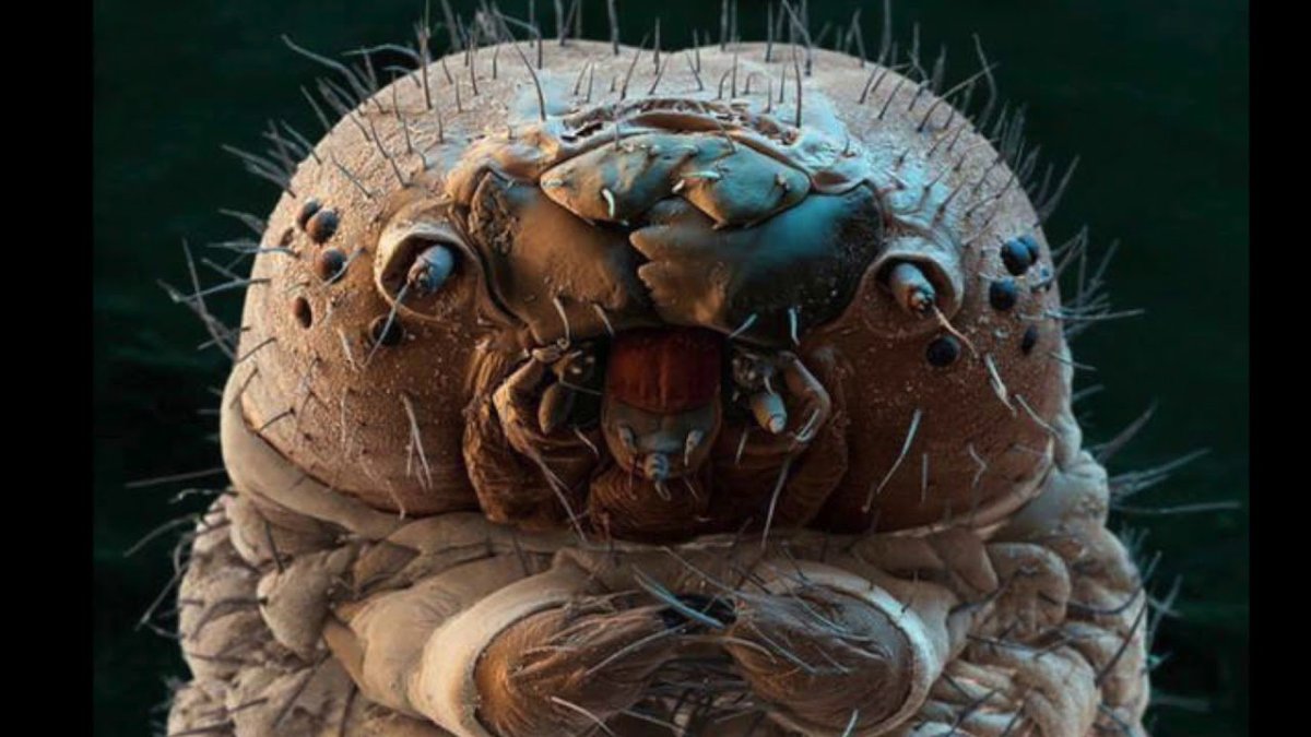 Насекомые под микроскопом