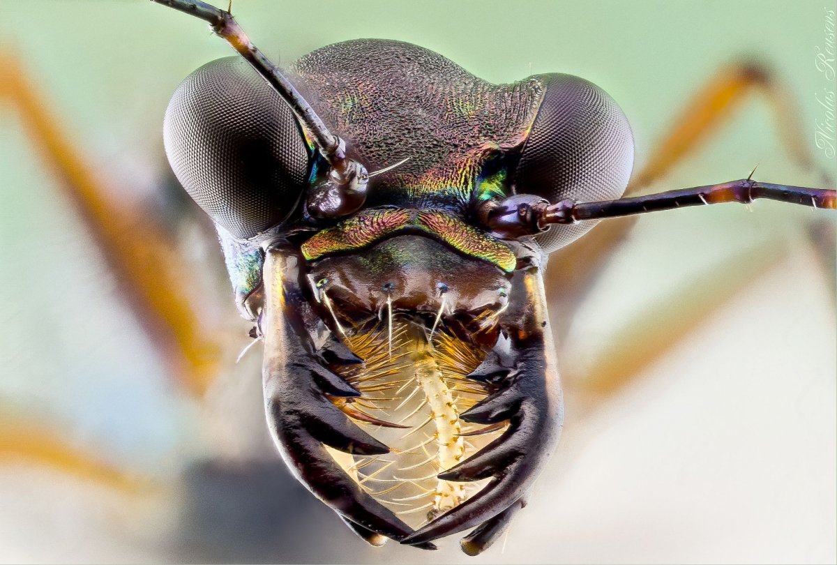 Мандибулы жука