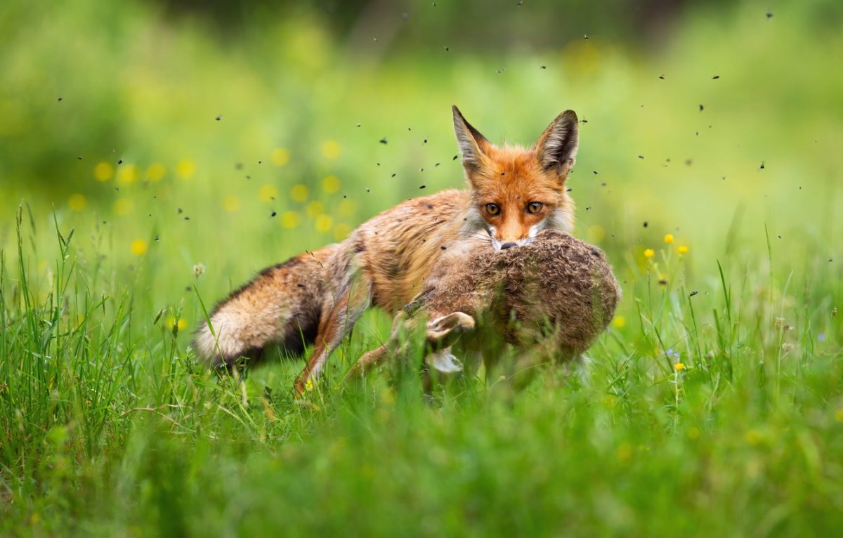 Враги зайца