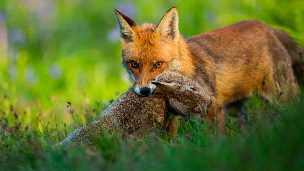 Лиса с добычей