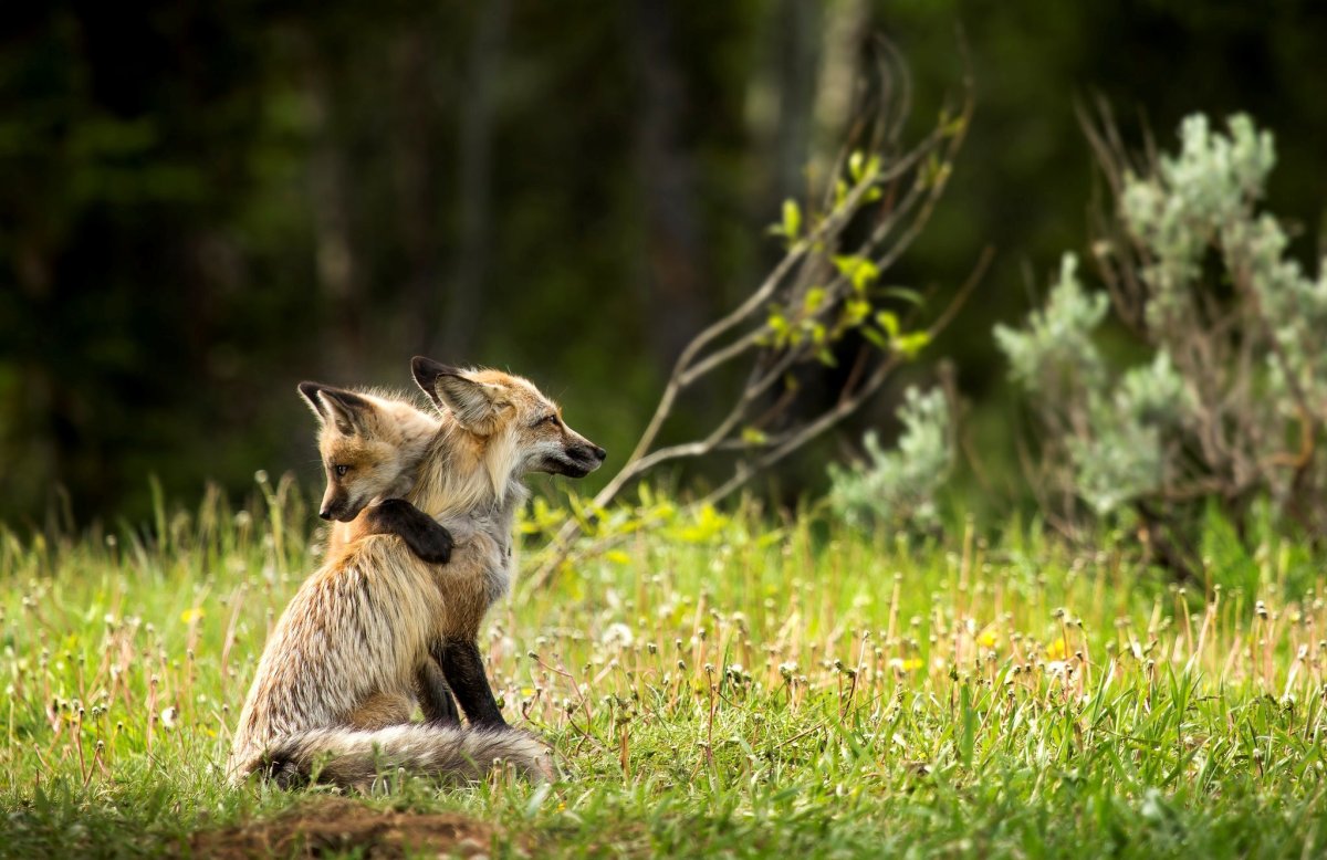Лиса в летнем лесу
