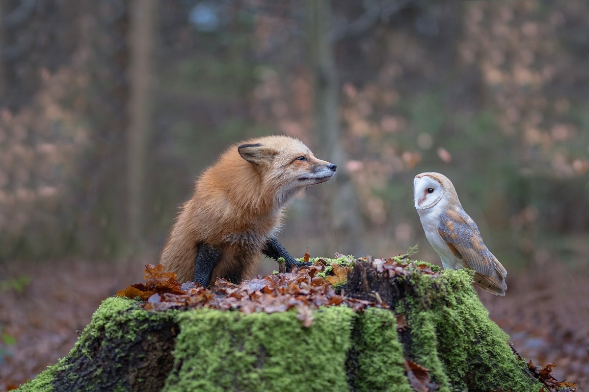 Животные осенью