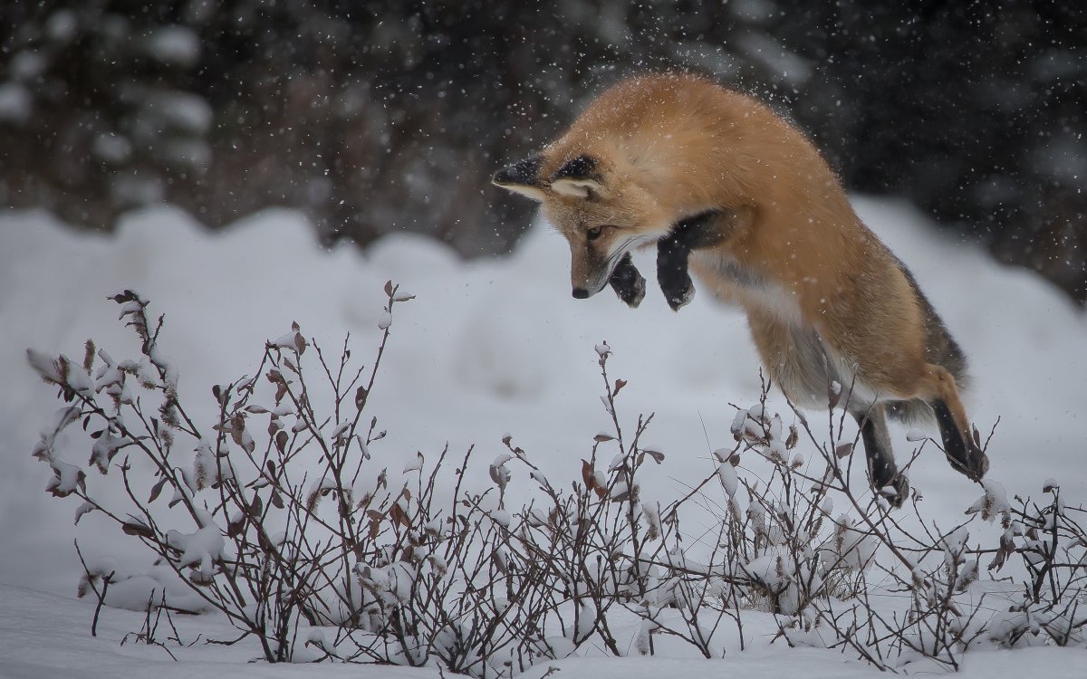 Лиса охотится