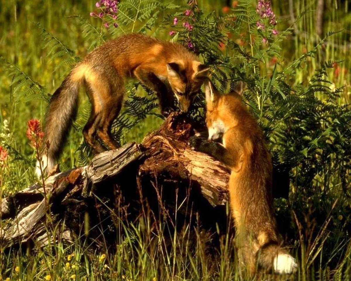 Волк и лиса