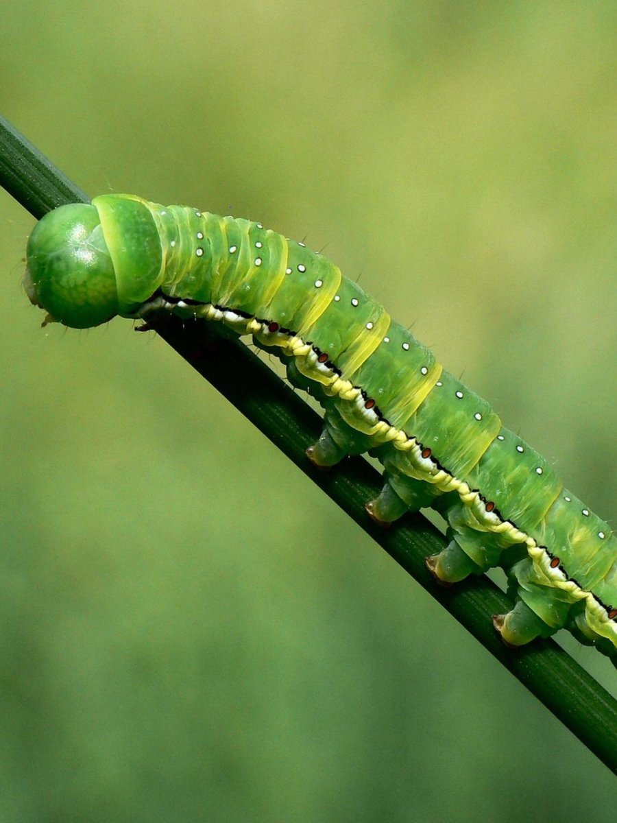 Катерпиллер гусеница зеленая