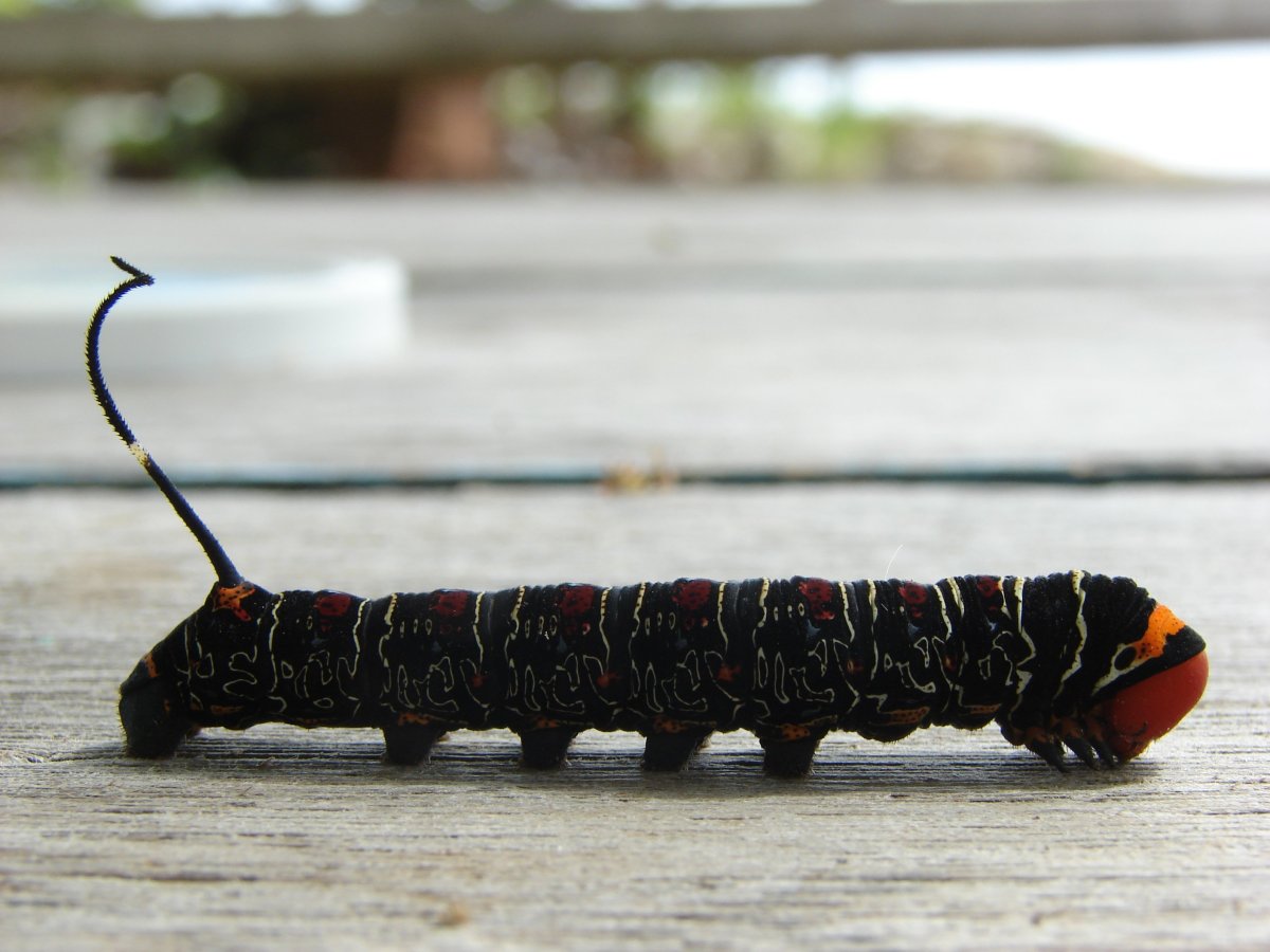 Гусеница в Тайланде