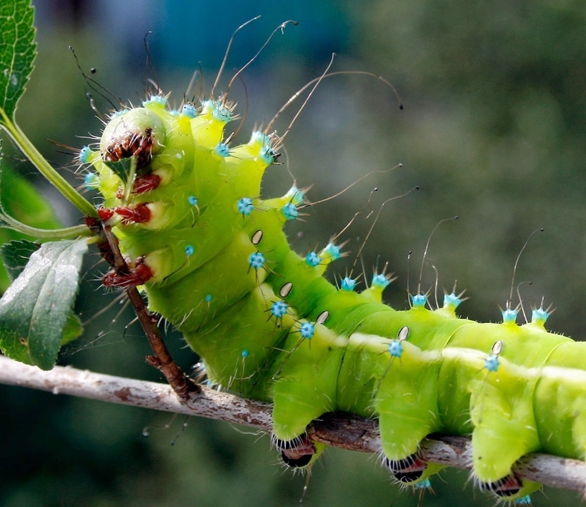 Ночной павлиний глаз бабочка и гусеница