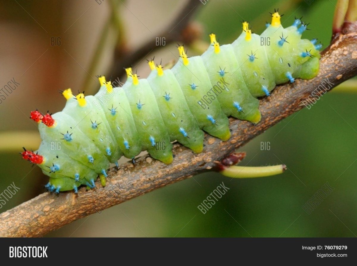 Гиалофора кекропия гусеница