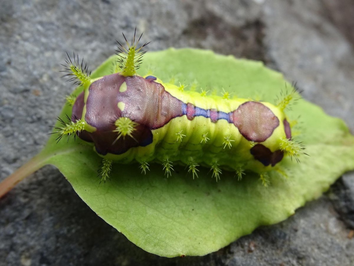 Бабочка мокрица
