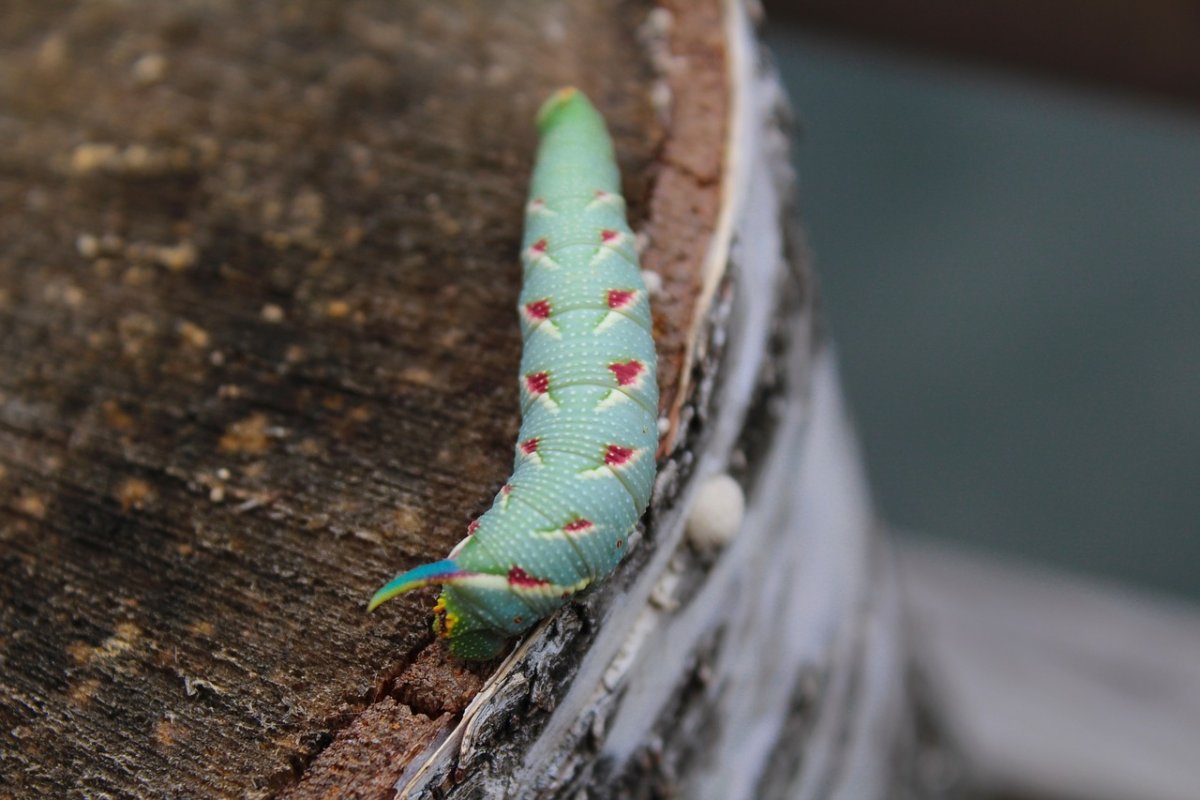 Разноцветная гусеница