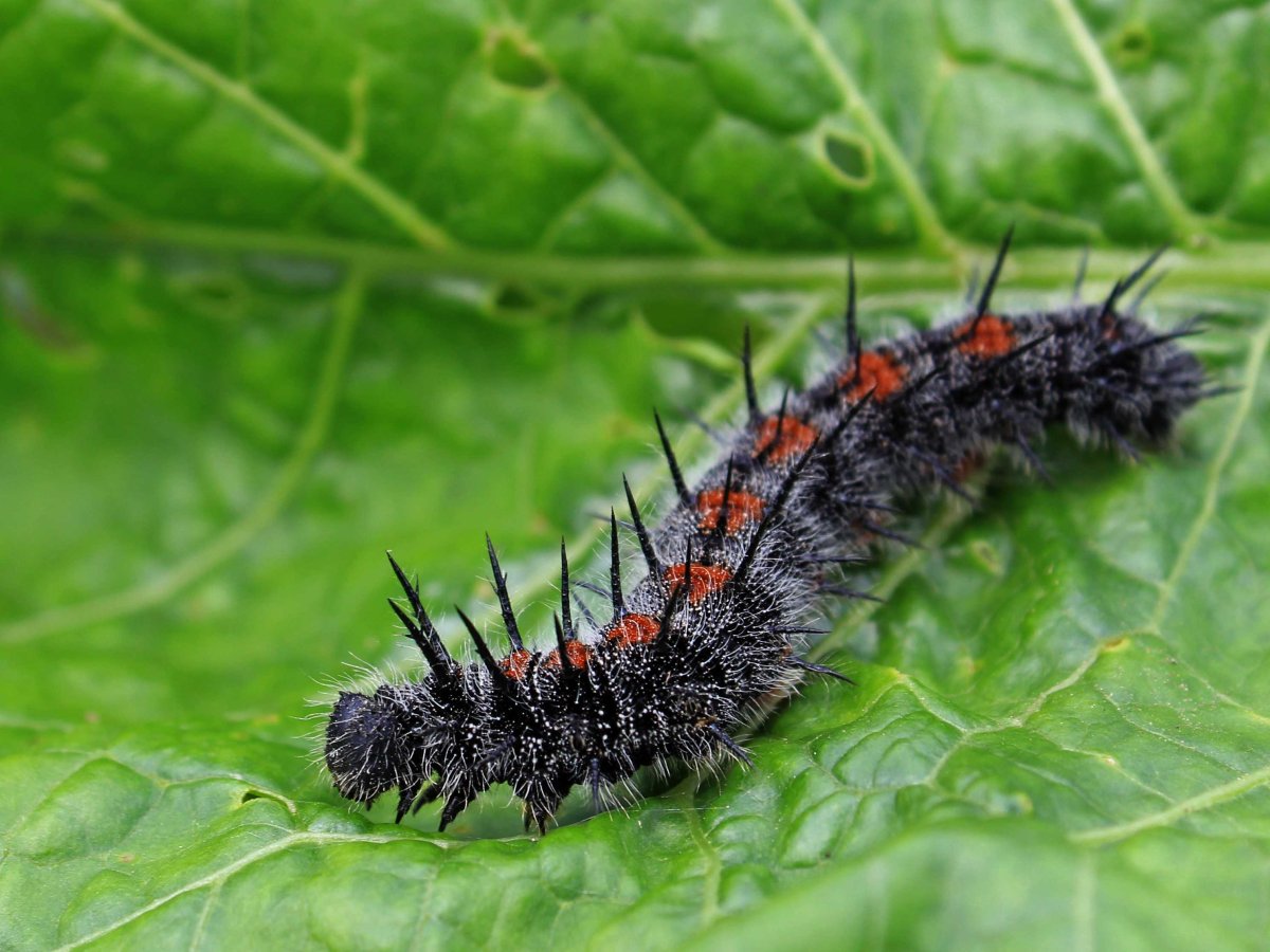 Колючая гусеница ядовитая