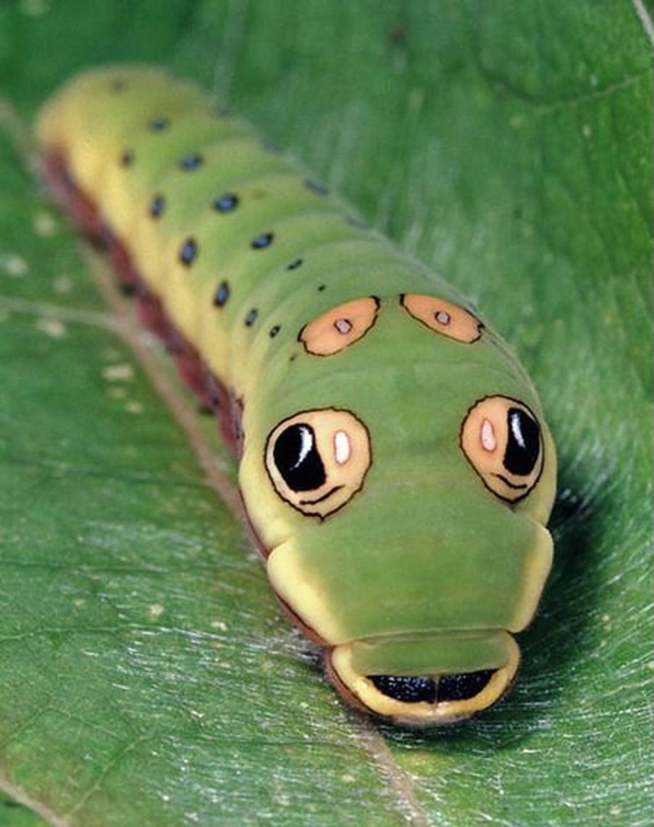 Гусеница бабочки Spicebush Swallowtail